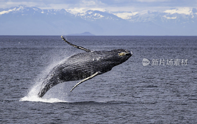 破壳座头鲸(Megaptera novaeangliae)是须鲸的一种。它是一种rorqual (Balaenopteridae家族的成员)，是大翅目属的唯一物种。弗雷德里克海湾，阿拉斯加。